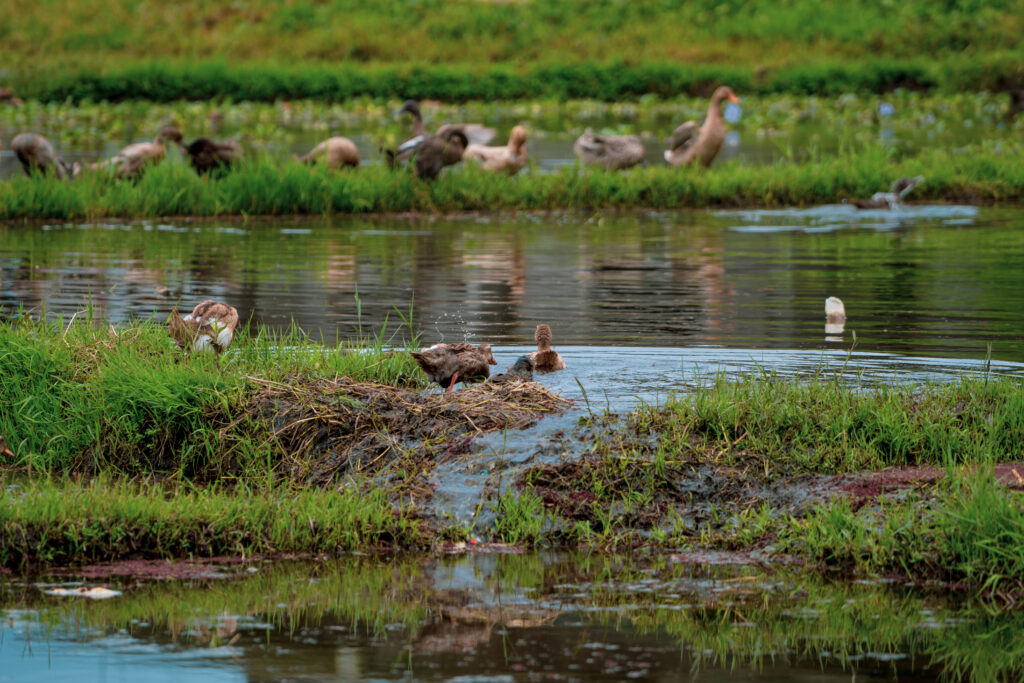 Ducklings crossing the paddy to reunite with their mother.