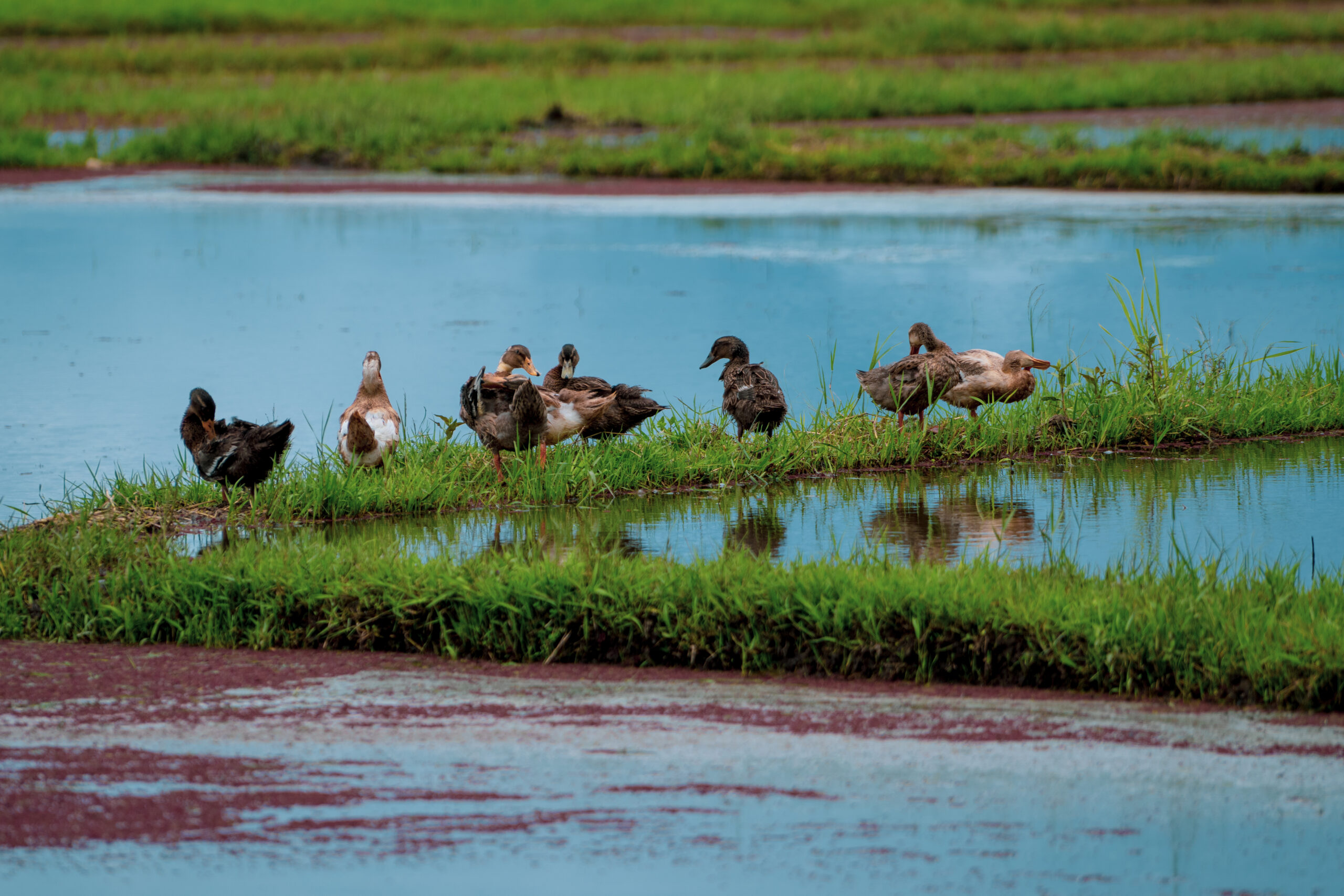 Ricefield Ducks: The Adorable Pest Controllers of Butig’s Rice Farms
