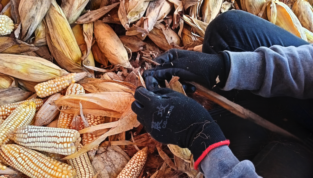 A farmer demonstrates his skill, husking freshly harvested corn.
