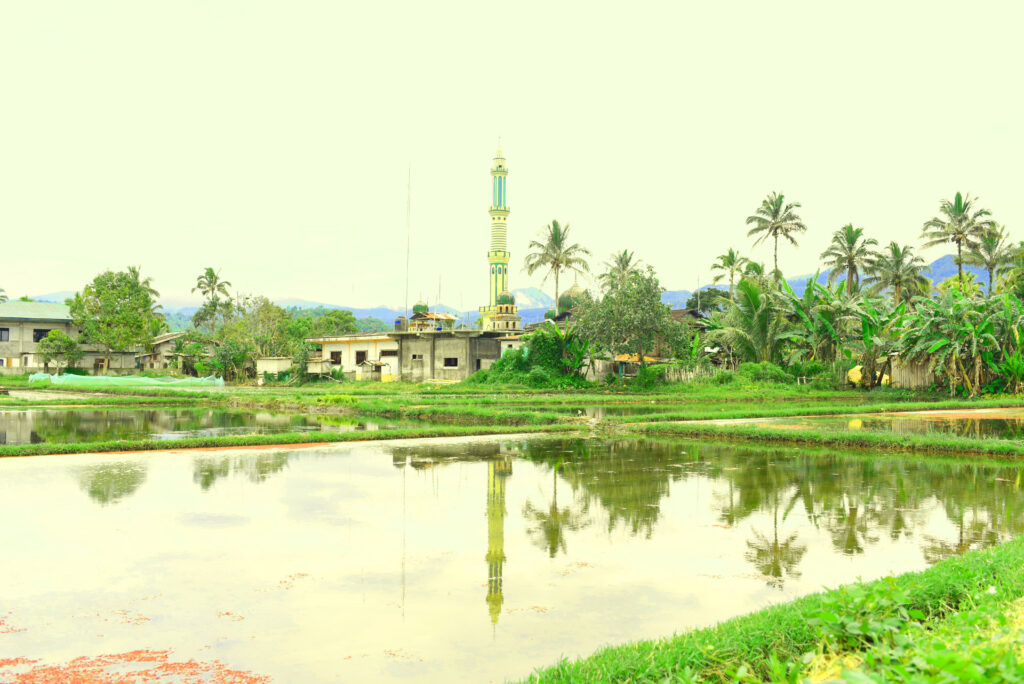 A miranet's reflection in a tranquil rice paddy.